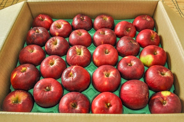 りんご（紅玉）（56玉サイズ）箱