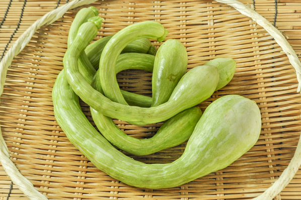 花ズッキーニ 八面六臂