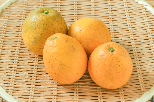 ジューシーオレンジ（B）1kg