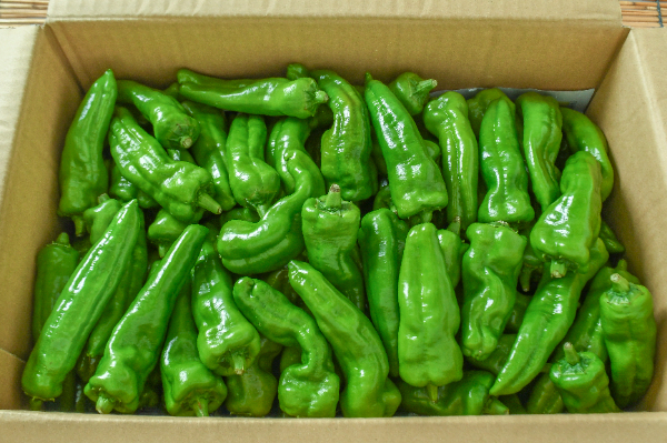甘長ししとう（無S）箱2kg