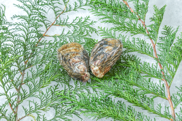 豊前海三倍体シングル（養殖）（MS）