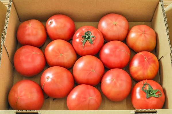 大玉トマト（M）（15玉サイズ）箱1
