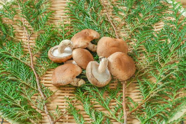 生しいたけ（LS）100gr