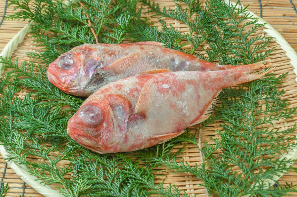 金目鯛ラウンド（1.5級）