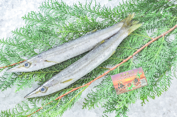 アカカマス（豊後水道）【業務用食材の仕入れなら八面六臂】