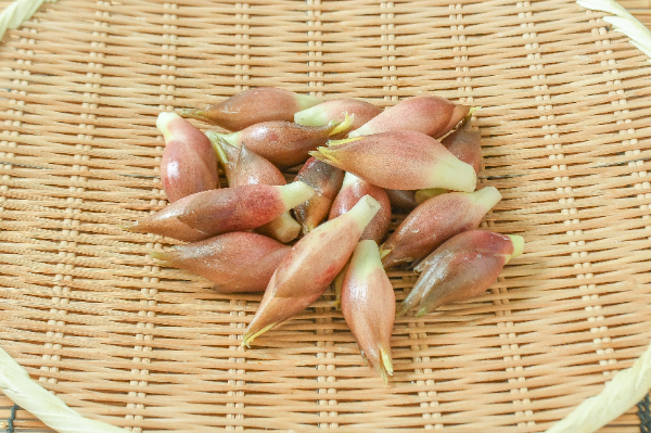 茗荷　250gr