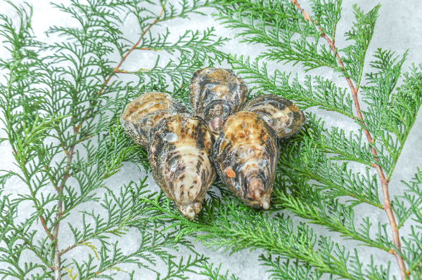 豊前海三倍体シングル（養殖）（約40-80gサイズ）（MS）5個