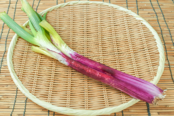 赤ねぎ（B2L）