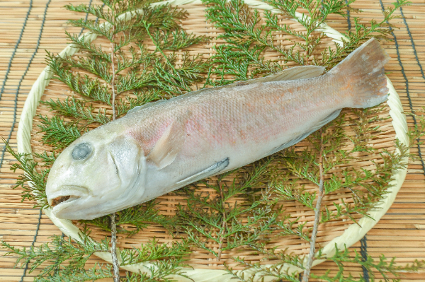 アカアマダイ（紅王）（延縄） 【業務用食材の仕入れなら八面六臂】