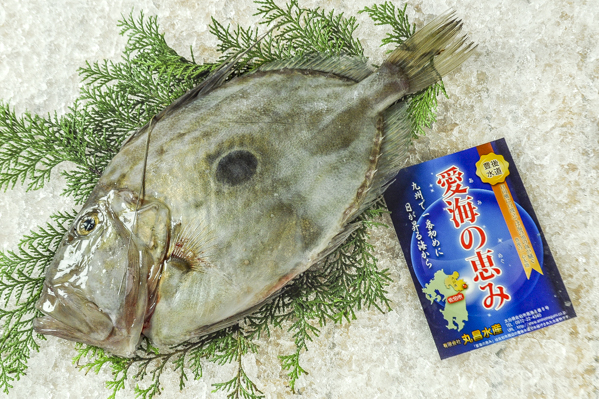 マトウダイ 刺網 八面六臂