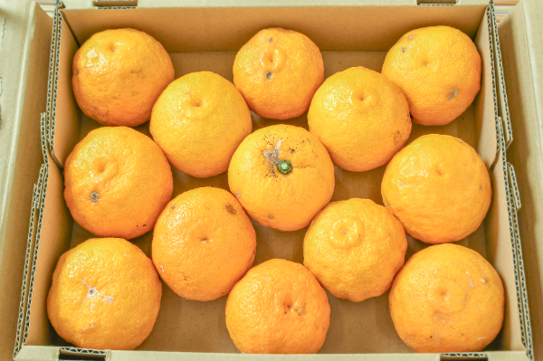 黄ゆず（13玉サイズ）（無）箱1kg