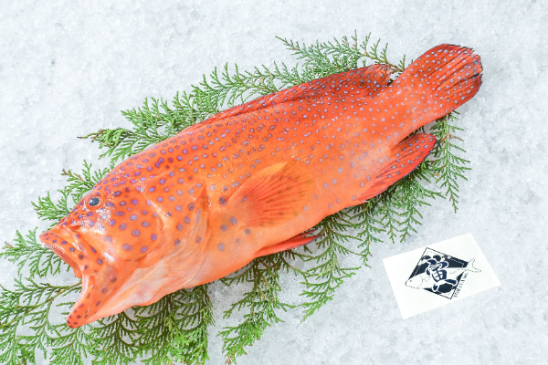 TORAYA　ユカタハタ（愛媛県宇和島産）