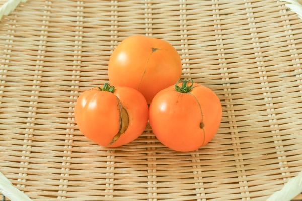 オレンジトマト（桃太郎ゴールド）（B）500gr