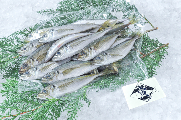 TORAYA　小アジ　1kg（愛媛県宇和島産）