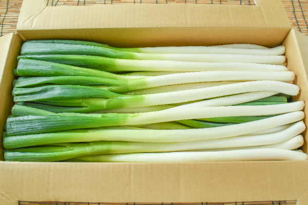 長ねぎ（B太）（加工用）箱5kg