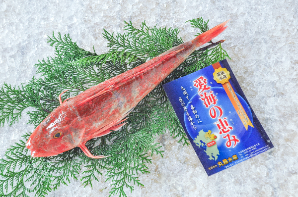 愛海の恵み（丸昌水産）　ホウボウ（定置網）330-370gr（大分県佐伯産）