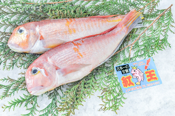 アカアマダイ（紅王）（延縄） 【業務用食材の仕入れなら八面六臂】