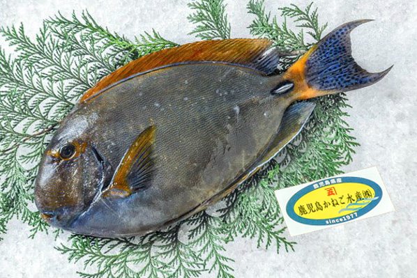 鹿児島かねご水産　ニセカンランハギ（鹿児島県産）