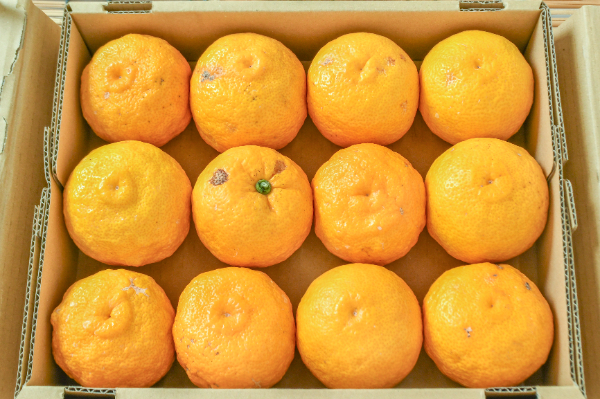 黄ゆず（12玉サイズ）（無）箱1kg