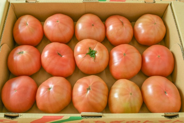 大玉トマト（C2L）（15玉サイズ）箱4kg