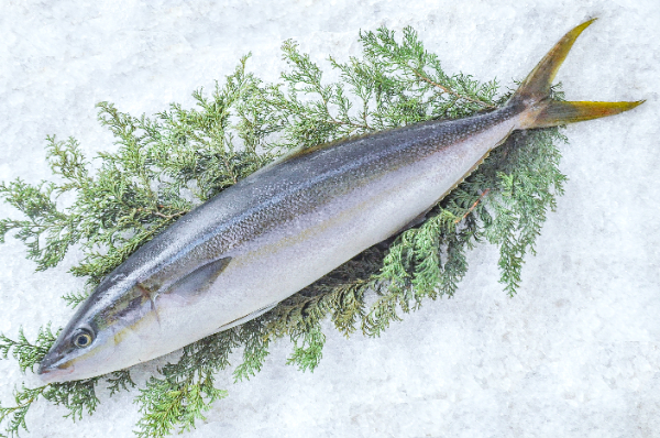 ツムブリ（釣物）（加熱用）