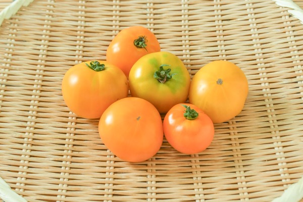 オレンジトマト（桃太郎ゴールド）（S）