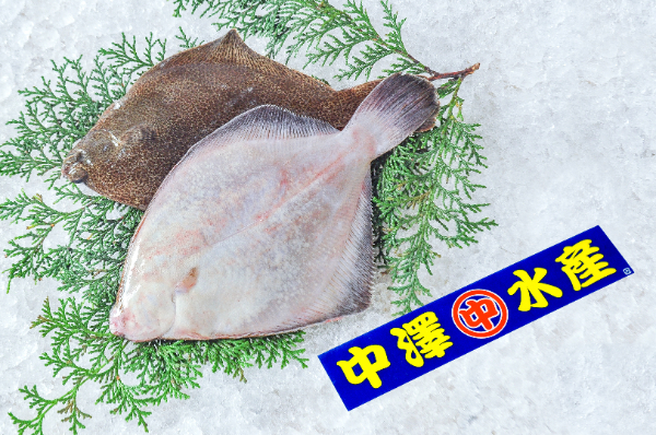 メイタガレイ（刺網）