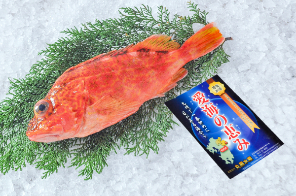 愛海の恵み（丸昌水産）　アヤメカサゴ（大分県佐伯産）