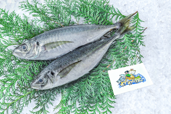 チーム天草　マアジ（熊本県天草産）