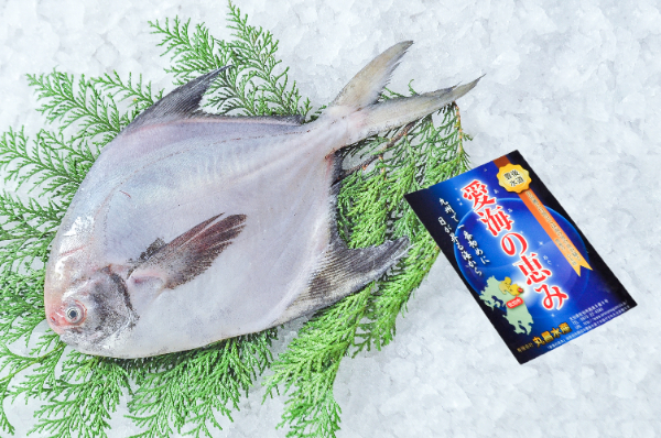 マナガツオ（刺網）