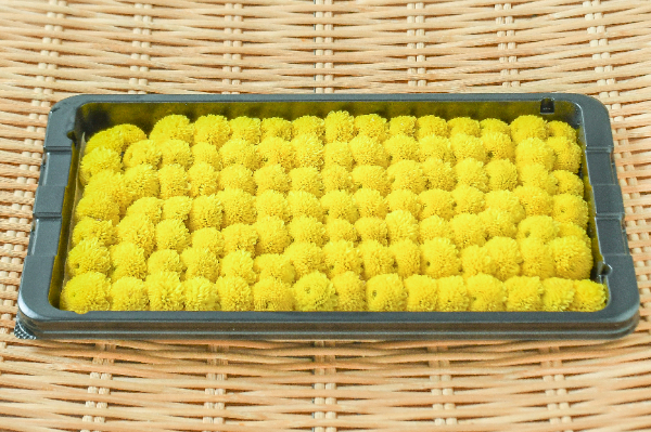 小菊（菊の花）（S）