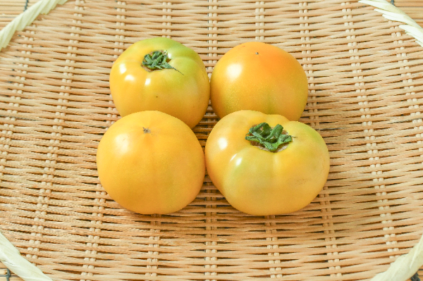 オレンジトマト（桃太郎ゴールド）（M）500gr