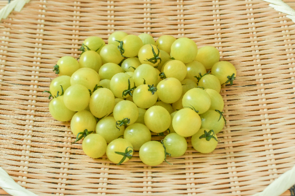 サンシトロン（中）500gr