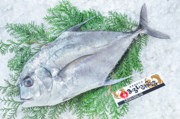 まるい鮮魚店　イトヒキアジ（千葉県館山市船形産）