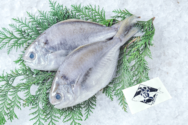 TORAYA　エボダイ（イボダイ）（愛媛県宇和島産）
