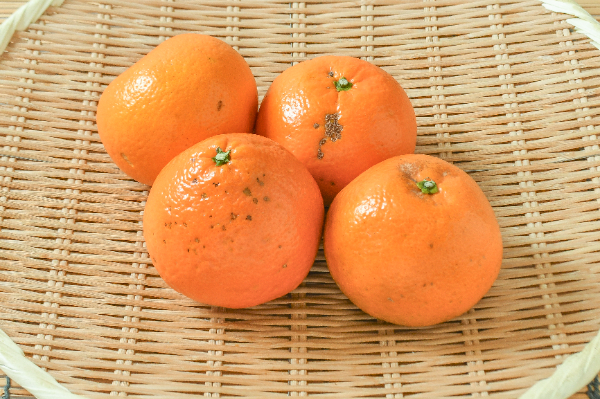 伊予柑（加工用）1kg