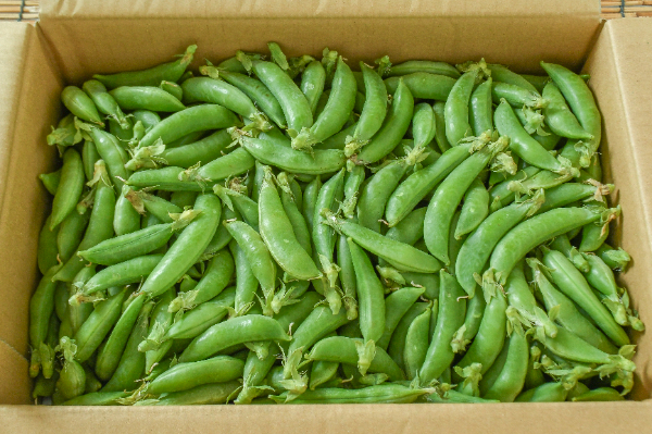 スナックエンドウ（B）2kg