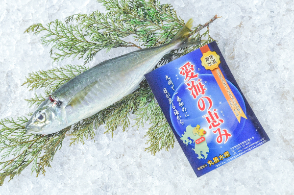 愛海の恵み（丸昌水産）活〆マルアジ（大分県佐伯産）