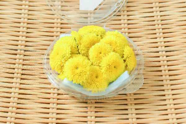 黄小菊（菊の花）（ドリームポンポン）