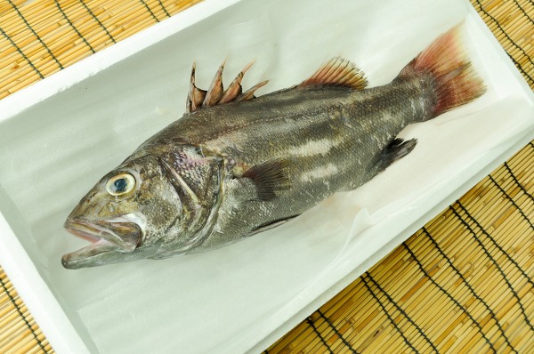 イシナギ 釣物 抜き 八面六臂