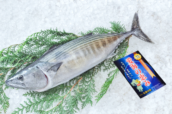 愛海の恵み（丸昌水産）　首折れハガツオ（大分県佐伯産）