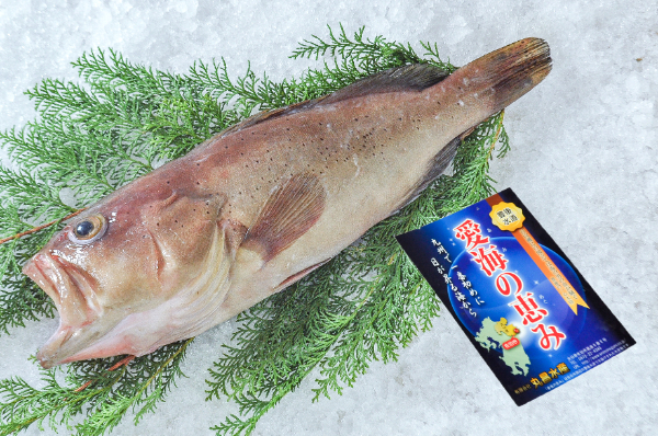 コモンハタ（底曳網）