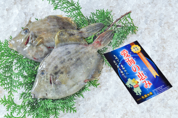 活〆養殖カワハギ