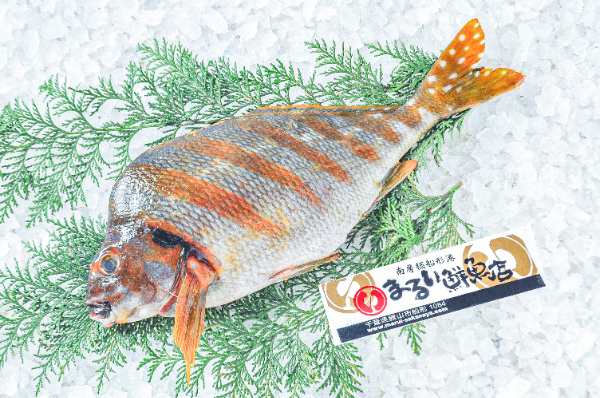 まるい鮮魚店　タカノハダイ（千葉県館山市船形産）