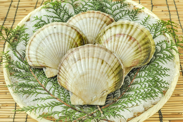 殻付きホタテ 養殖 八面六臂