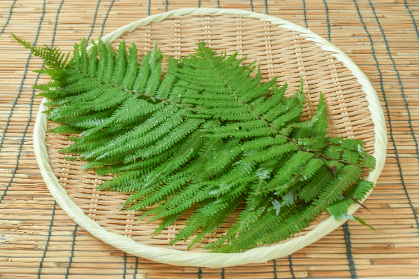 うらじろ（1枝）