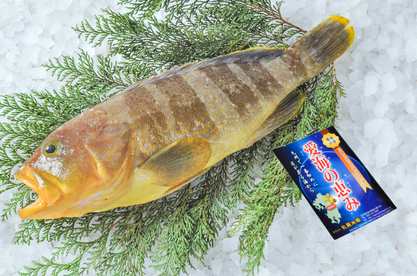 愛海の恵み（丸昌水産）　キハタ（アオハタ）（大分県佐伯産）