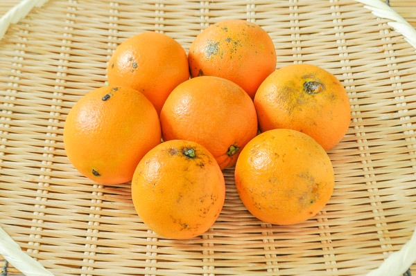ネーブルオレンジ（BM）1㎏