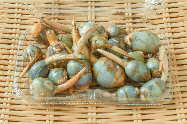 mabycook　加賀野菜　くわいＬサイズ2kg Ｌサイズ mabycook様専用 加賀野菜 くわいLサイズ2kg Lサイズ