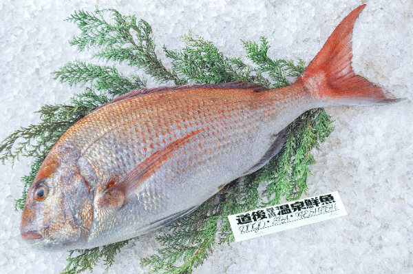 道後尊貴温泉鮮魚　マダイ（愛媛県伊予産）